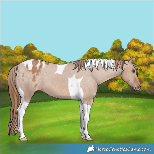 Horse Color:Red Dun Tobiano Varnish 