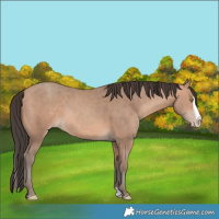 Horse Color:Amber Champagne Splash 