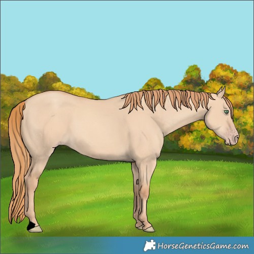 Horse Color:Gold Champagne Dun 