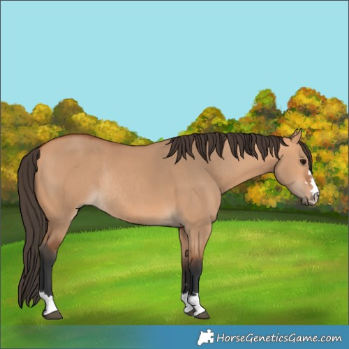 Horse Color:Bay Dun Rabicano 