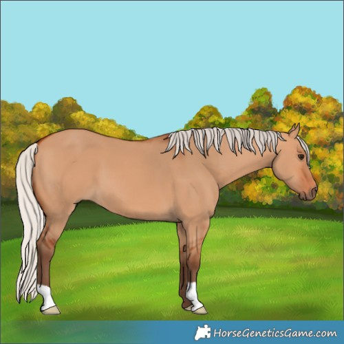 Horse Color:Silver Bay Dun 