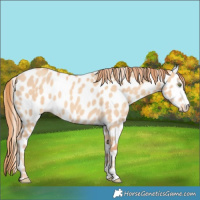 Horse Color:Gold Champagne Dun Appaloosa
