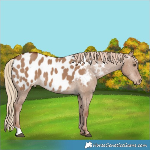Horse Color:Red Dun Appaloosa 