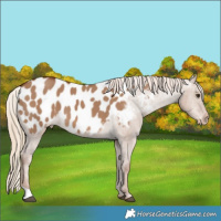 Horse Color:Red Dun Near Leopard 