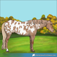 Horse Color:Red Dun Appaloosa