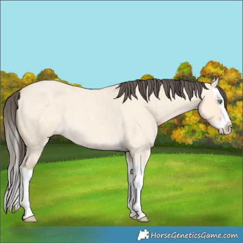 Horse Color:Amber Cream Champagne Roan Dun Splash 