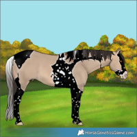 Horse Color:Bay Dun Splash Tobiano 