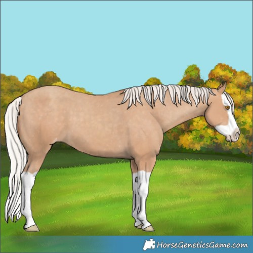 Horse Color:Silver Classic Champagne Splash Appaloosa 
