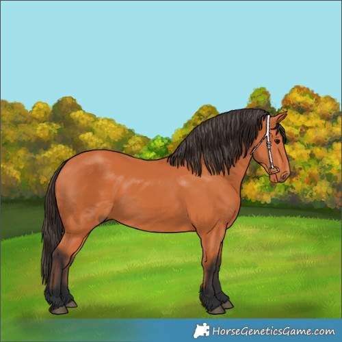 Horse Color:Bay 