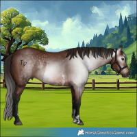Horse Color:Gray Bay Sabino Rabicano  and Gray Bay Sabino Rabicano 