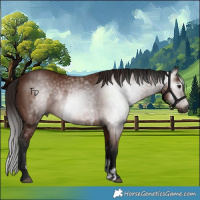 Horse Color:Gray Bay Sabino Rabicano  and Gray Bay Sabino Rabicano 