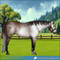 Horse Color:Gray Bay Sabino Rabicano and Gray Bay Sabino Rabicano
