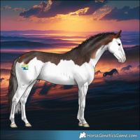 Horse Color:Bay Splash Rabicano 