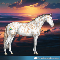 Horse Color:Red Dun Splash Appaloosa 