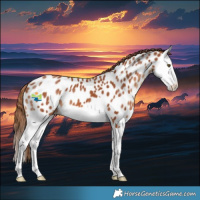 Horse Color:Chestnut Splash Appaloosa 