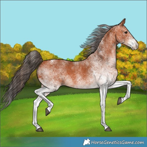 Horse Color:White Spotted Bay