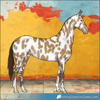 Horse Color:Gray Classic Cream Champagne Dun Appaloosa 