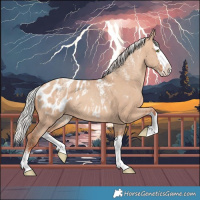 Horse Color:Powder White Silver Sable Champagne Dun Splash Appaloosa 