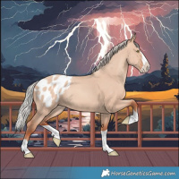 Horse Color:Silver Sable Champagne Dun Splash Appaloosa 