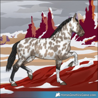 Horse Color:Brown Dun Sabino Tobiano Appaloosa