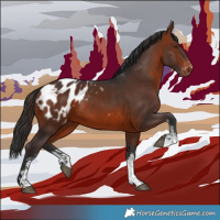 Horse Color:Brown Sabino Appaloosa 