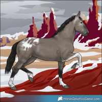 Horse Color:Gray Grullo Tobiano Appaloosa 