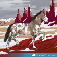Horse Color:Brown Dun Sabino Splash Appaloosa 