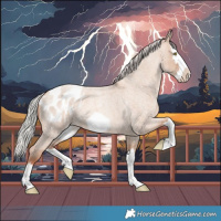 Horse Color:Silver Sable Champagne Roan Dun Splash Frame Appaloosa 