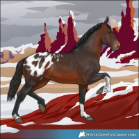Horse Color:Brown Tobiano Appaloosa 