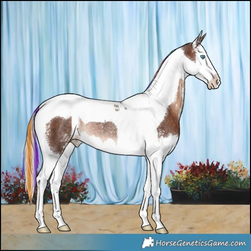Horse Color:Painted Silver Brown Sabino Splash Tobiano Rabicano 