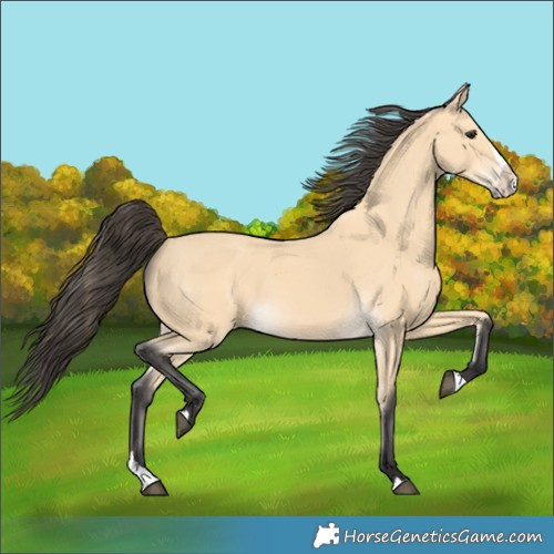 Horse Color:Buckskin Splash 
