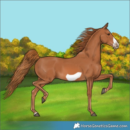 Horse Color:Chestnut Frame 