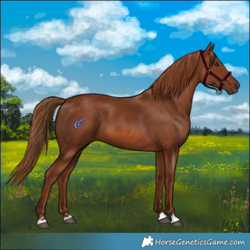 Horse Color:Chestnut 