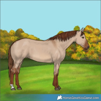 Horse Color:Red Dun 