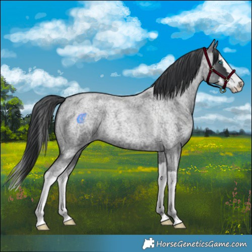 Horse Color:Blue Roan Splash 