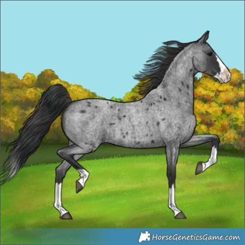 Horse Color:Blue Roan Splash 