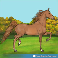 Horse Color:Chestnut 
