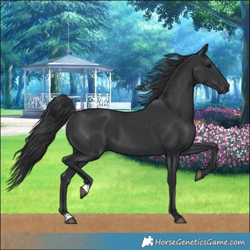Horse Color:Black 