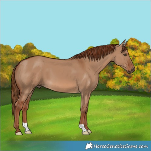Horse Color:Red Dun