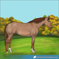 Horse Color:Red Dun 