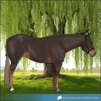 Horse Color:Liver Chestnut 
