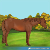 Horse Color:Chestnut 