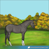Horse Color:Grullo