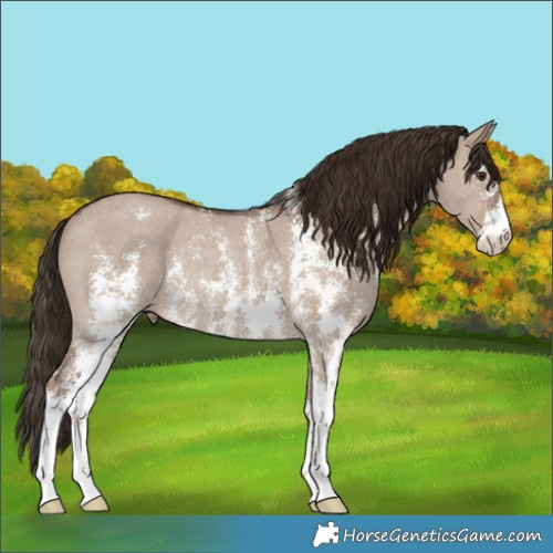 Horse Color:Liver Red Dun Sabino Rabicano 