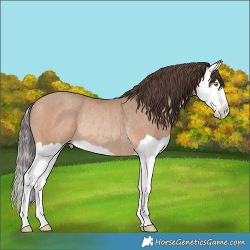 Horse Color:Amber Champagne Splash Rabicano