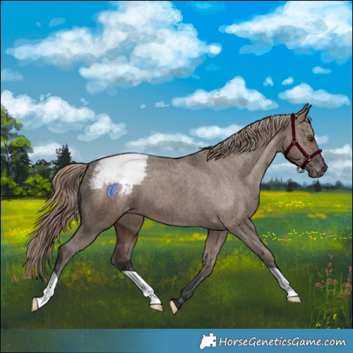 Horse Color:Liver Red Dun Appaloosa Brindle 