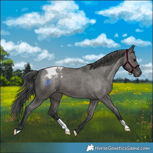 Horse Color:Grullo Appaloosa Brindle 