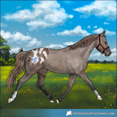 Horse Color:Liver Red Dun Appaloosa Brindle 