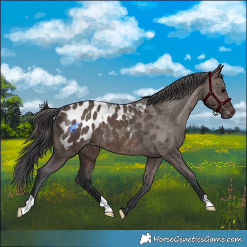 Horse Color:Brown Dun Appaloosa Brindle 