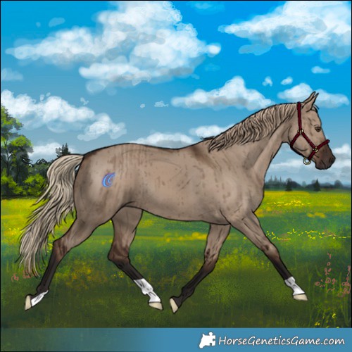 Horse Color:Liver Red Dun Brindle